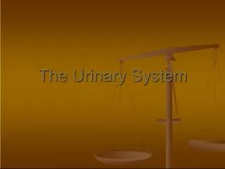 Understanding the Urinary System: Balancing Water, Ions, and pH