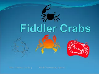 Understanding the Fiddler Crab Habitat and Behavior
