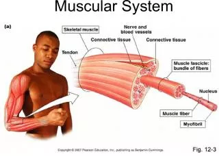 Anatomy and Functions of the Muscular System