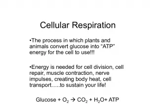 Cellular Respiration: The Process of Energy Production in Plants and Animals