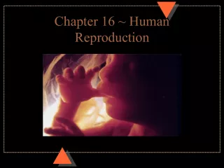 Mammalian Reproduction: The Male Reproductive System
