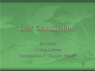 Leaf Classification in 5th Grade Living Systems: Investigation 2 on Vascular Plants