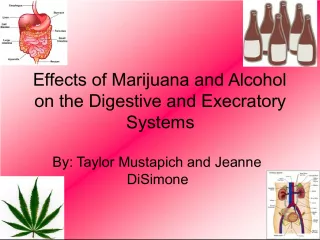 Effects of Marijuana and Alcohol on the Digestive and Excretory Systems