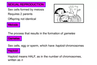 The Process of Sexual Reproduction