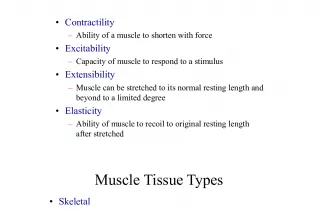 Properties of Muscle