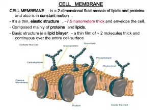 Cell Membrane: The Fluid Mosaic of Lipids and Proteins