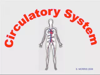 Understanding the Circulatory System and Its Components