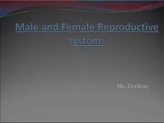The Reproductive System: Understanding Male and Female Anatomy