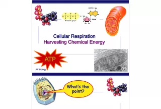 Cellular Respiration: Harvesting Chemical Energy ATP