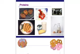 The Versatility of Proteins in Biology