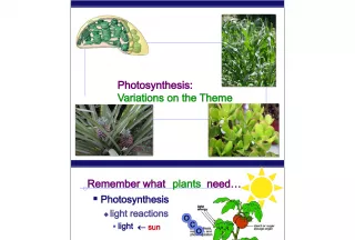 AP Biology: Photosynthesis and Plant Structures