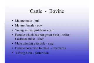Cattle and Pig Terminology