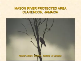 Mason River Protected Area in Clarendon, Jamaica