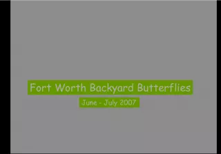 Fort Worth Backyard Butterfly Observations