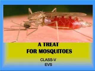 The Fascinating World of Mosquitoes