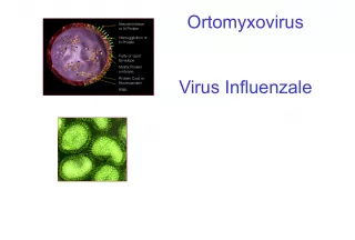 Influenza Virus Components: Understanding Neuraminidase, Hemagglutinin, and More