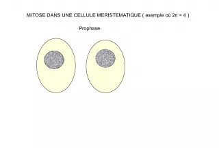 Mitosis in Meristematic Cells: Examples and Prophase Stages