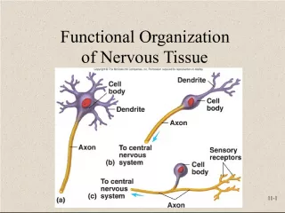 Understanding the Functional Organization of the Nervous System