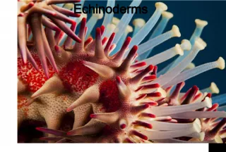 Introduction to Echinoderms and Embryological Differences