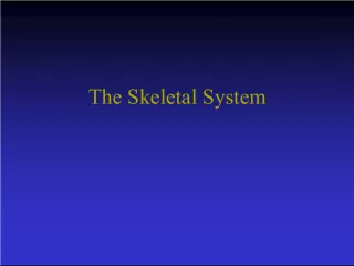 Overview of the Skeletal System and its Parts