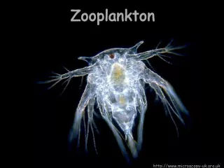 Understanding Zooplankton and Their Distribution