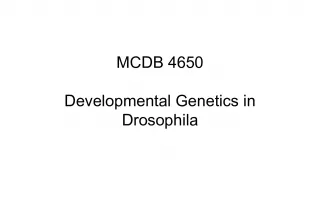 Developmental Genetics in Drosophila Egg Polarity Establishment