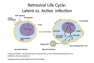 Understanding Latent Infections in Retroviruses and XMRV as a New Human Retrovirus