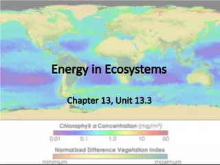 Energy Flow in Ecosystems: Understanding Producers and Consumers