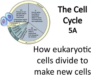 The Cell Cycle: How Eukaryotic Cells Divide