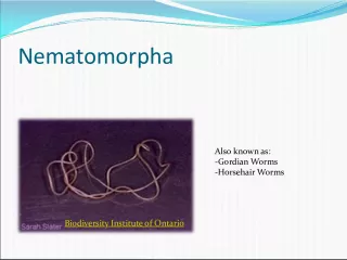 Diversity and Morphology of Nematomorpha: Gordian Worms - Horsehair Worms